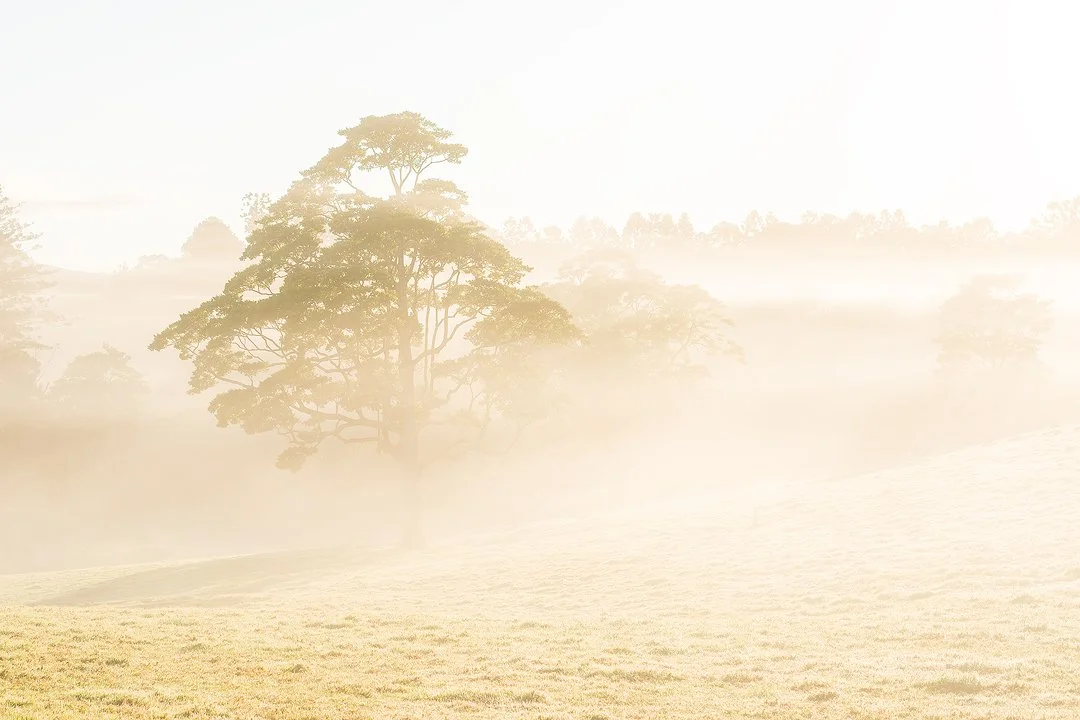 Maleny Fog Tree.jpg