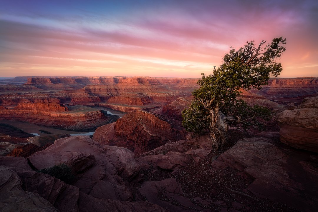 Dead Horse State Park Tree Sunrise 2024 Edit.jpg