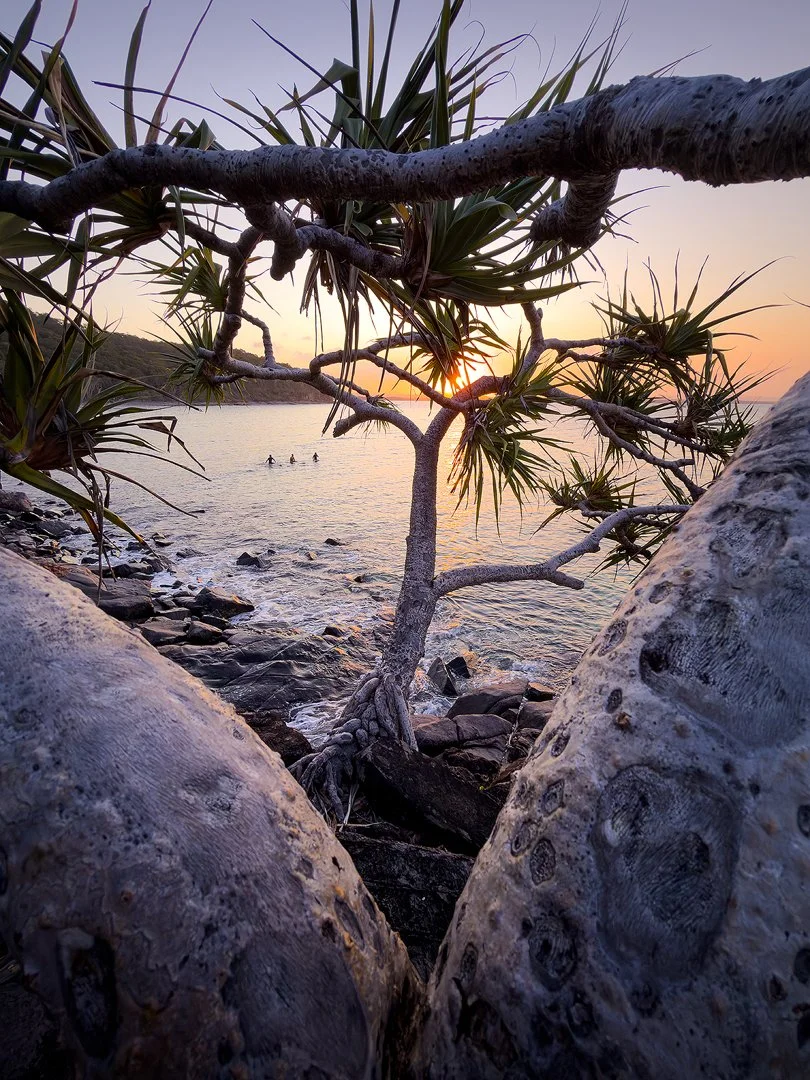 Noosa Dolphin Point Pand Tree Sunset.jpg