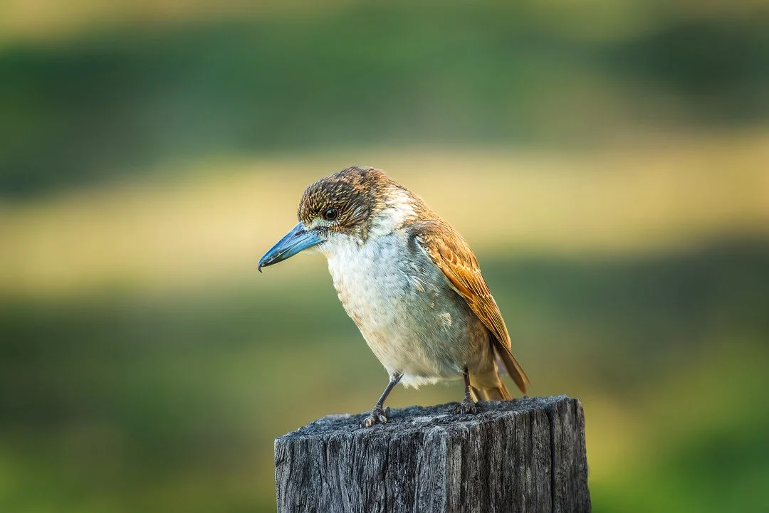 Mount Barney Wildlife Workshop.jpg