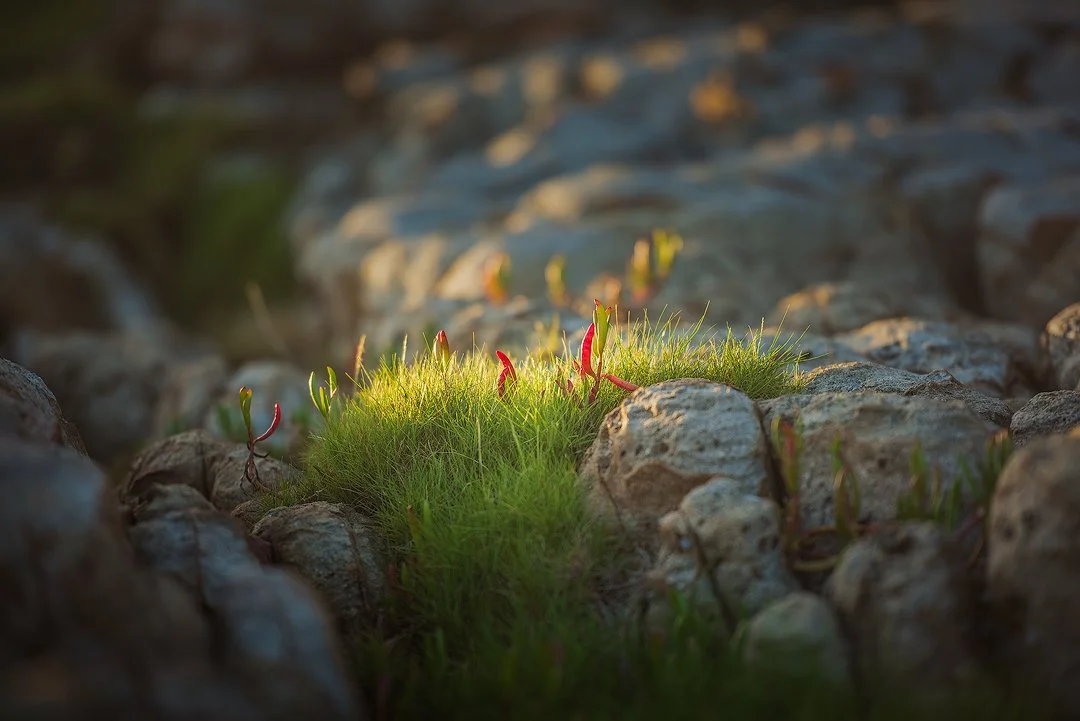Succulent Noosa Alexandria Headland.jpg