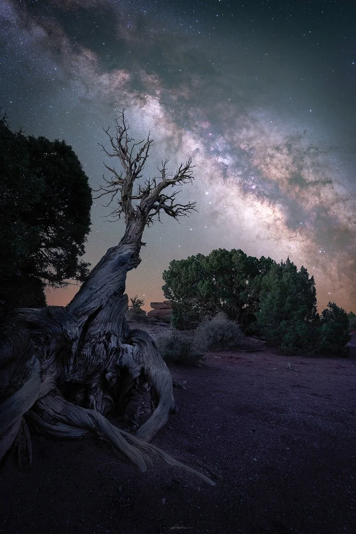 Canyonlands MW Dead Tree Carpark Reduced.jpg