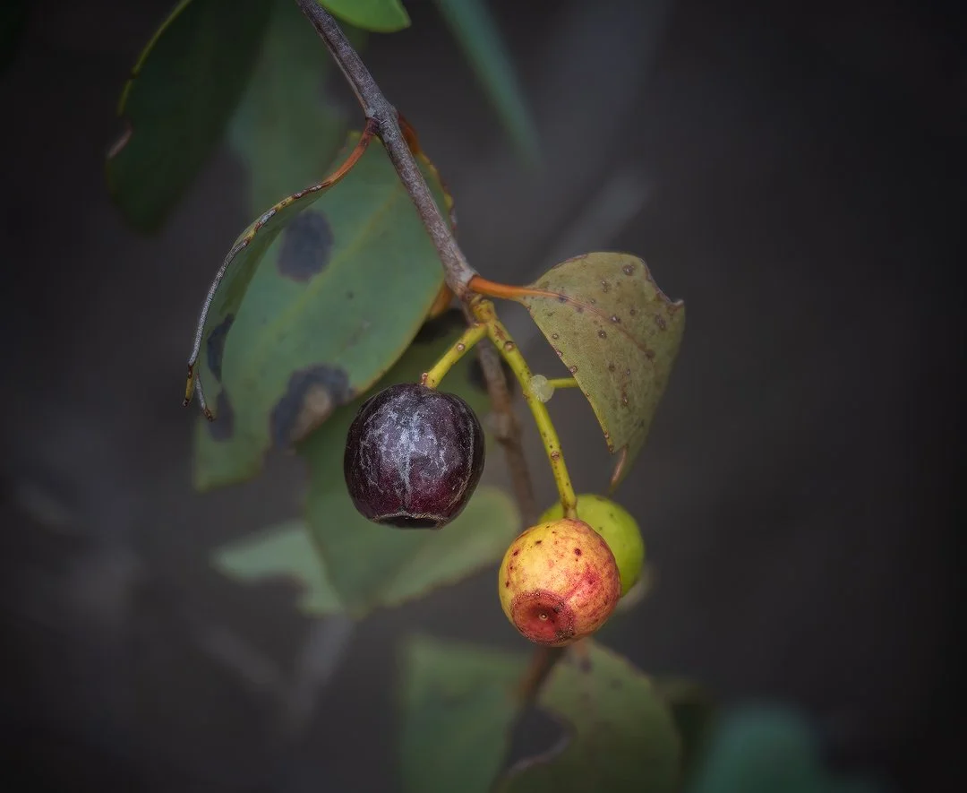 Bush Plums.jpg