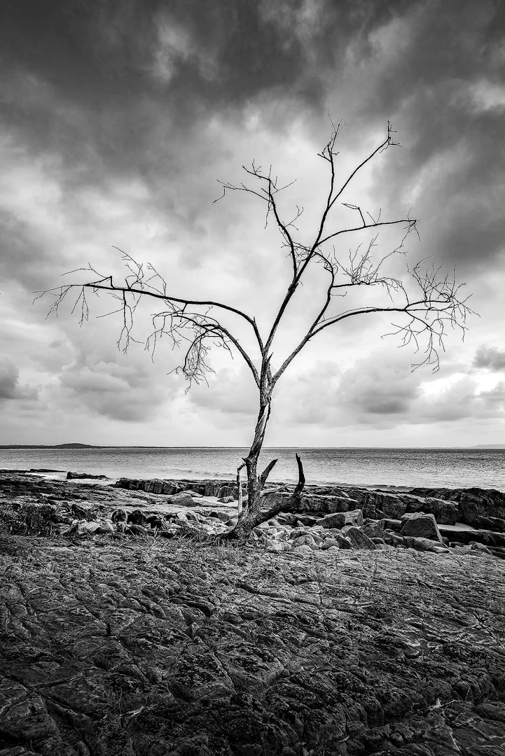 Tea Tree Bay Dead Tree.jpg