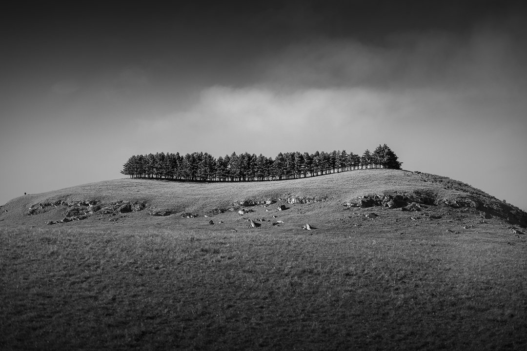 Tree Line NZ.jpg
