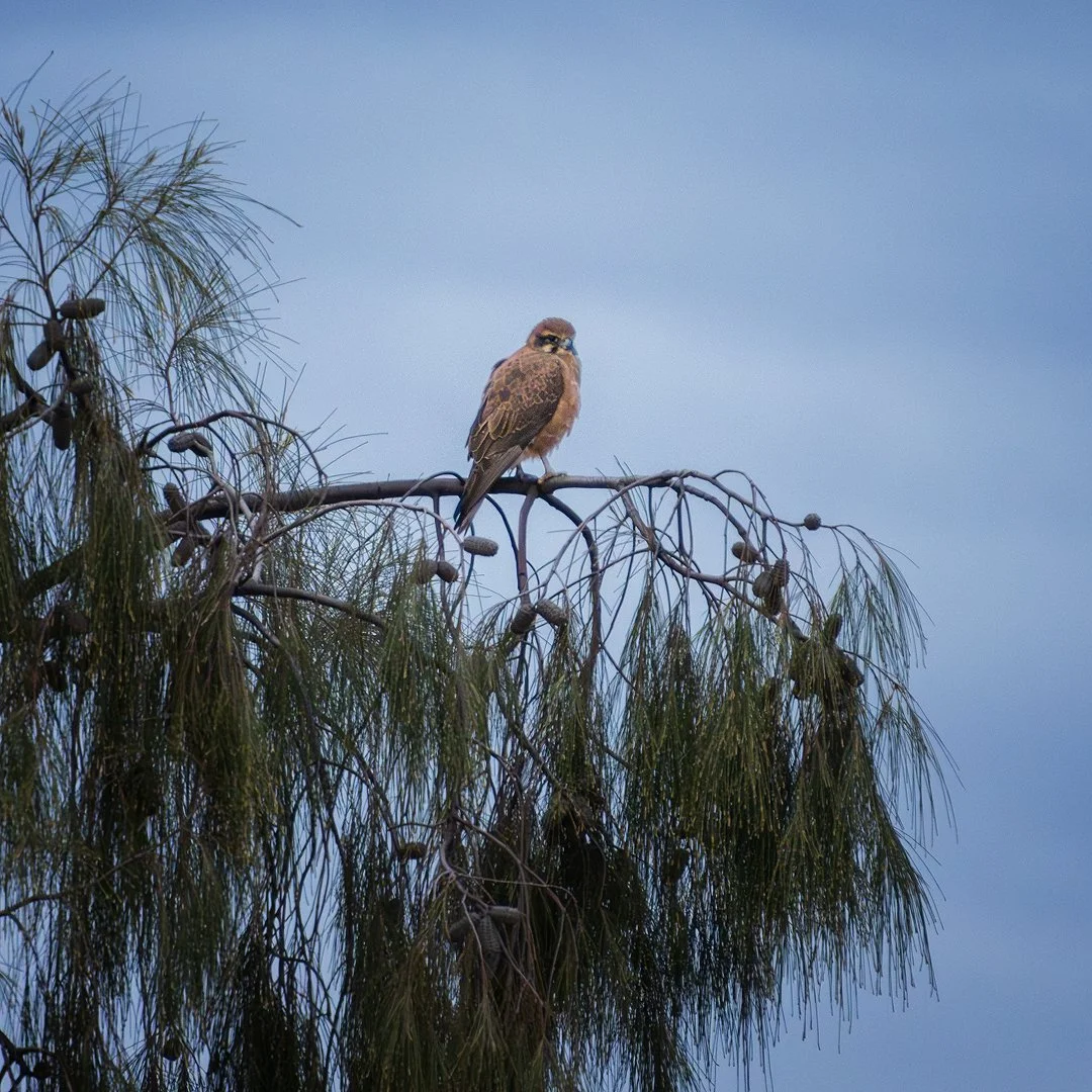 Kestral Uluru.jpg
