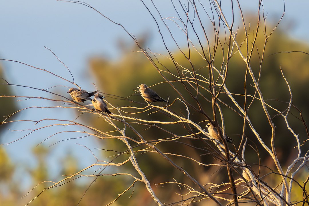 Finch Uluru.jpg