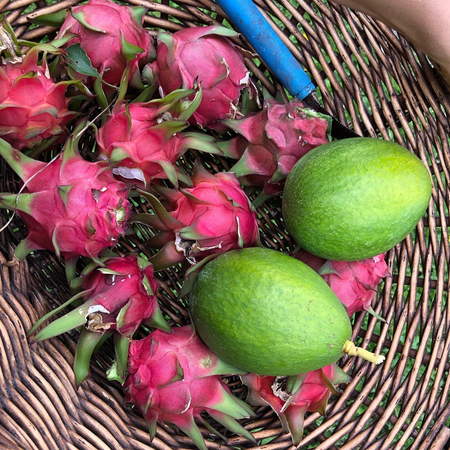 Dragon{fruit} &amp; dragon eggs. 🐉