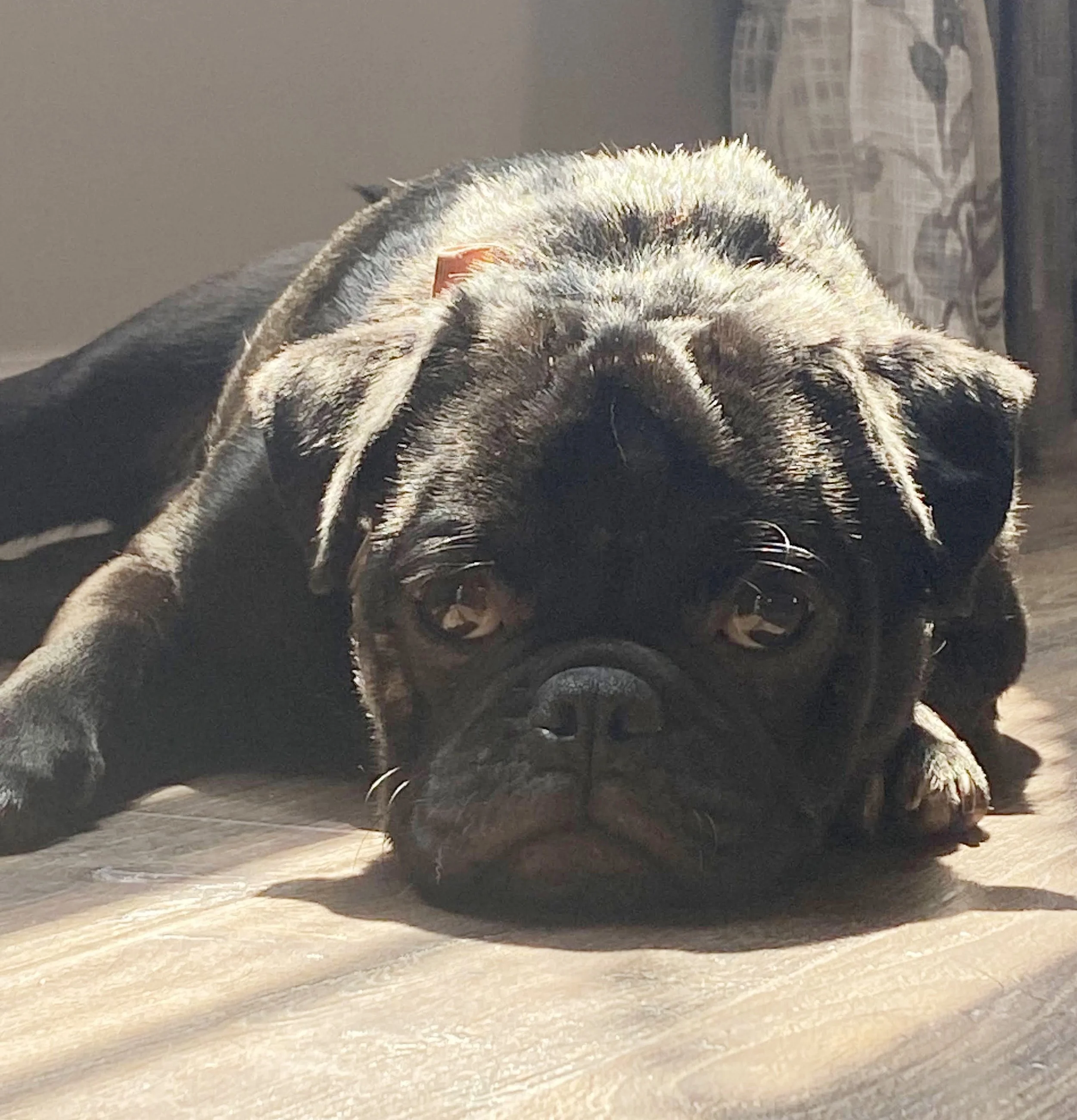 Gus the pug