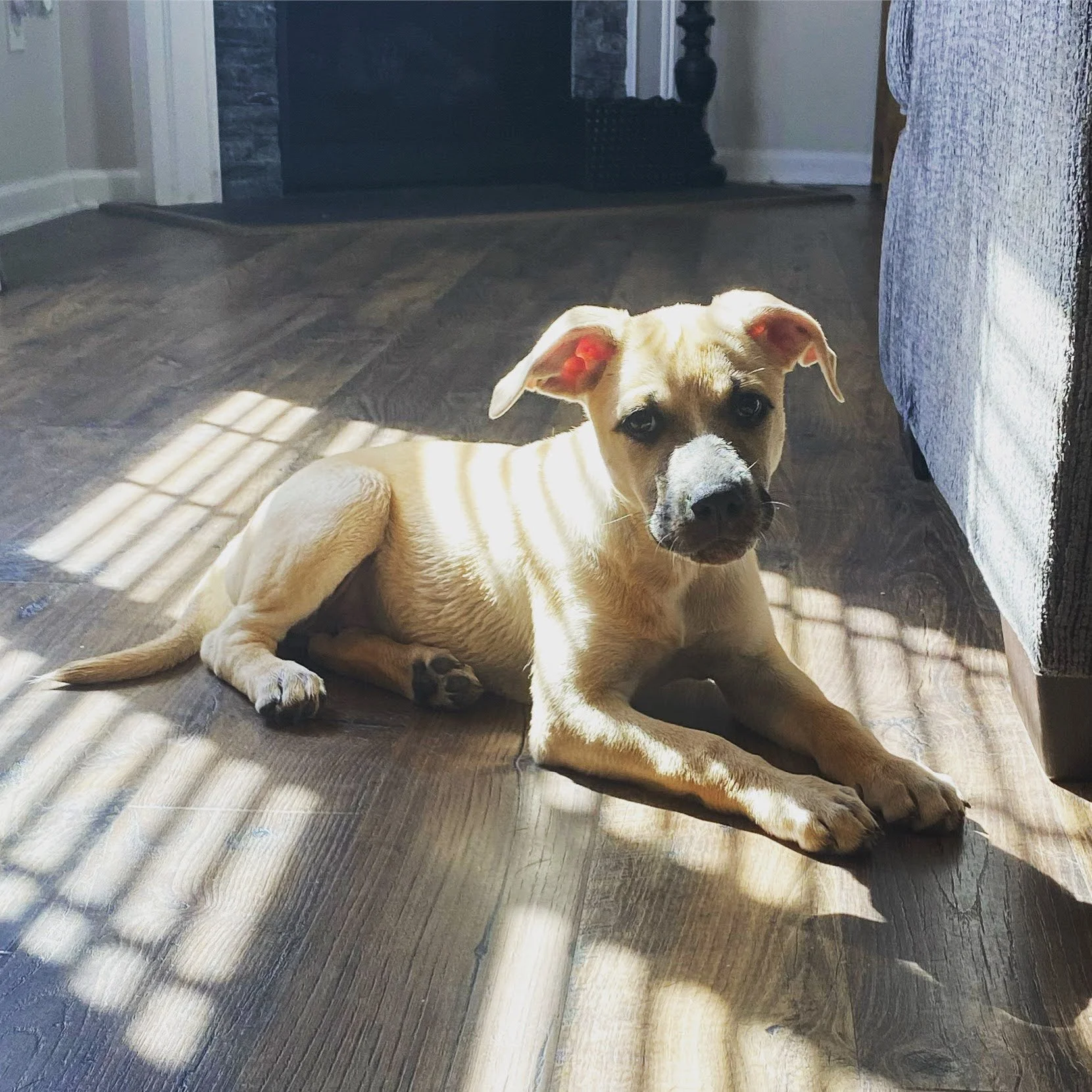 Basil in the sun