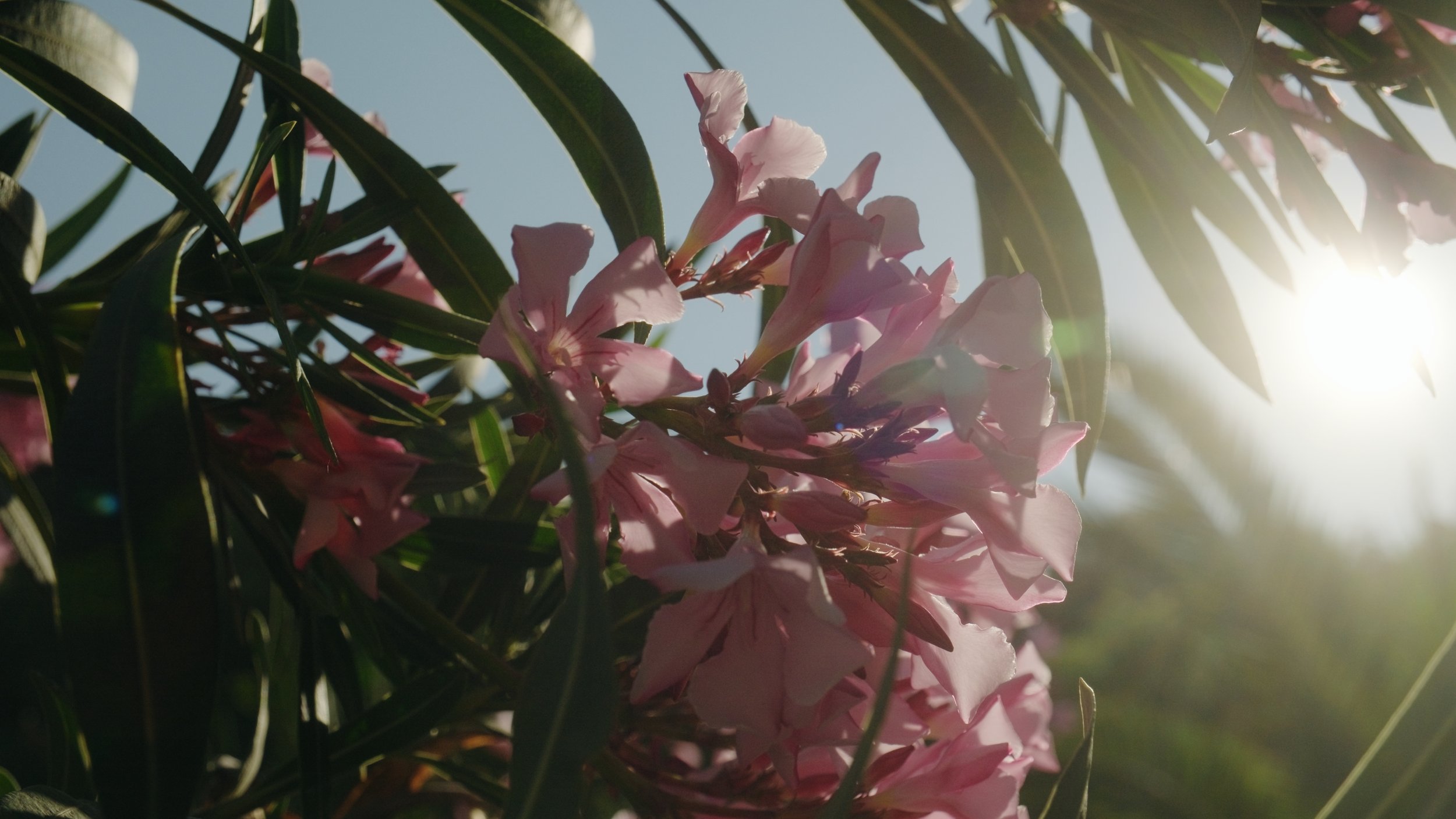 Sam Elkins LUTs - Flowers - Before - X-H2s.jpg