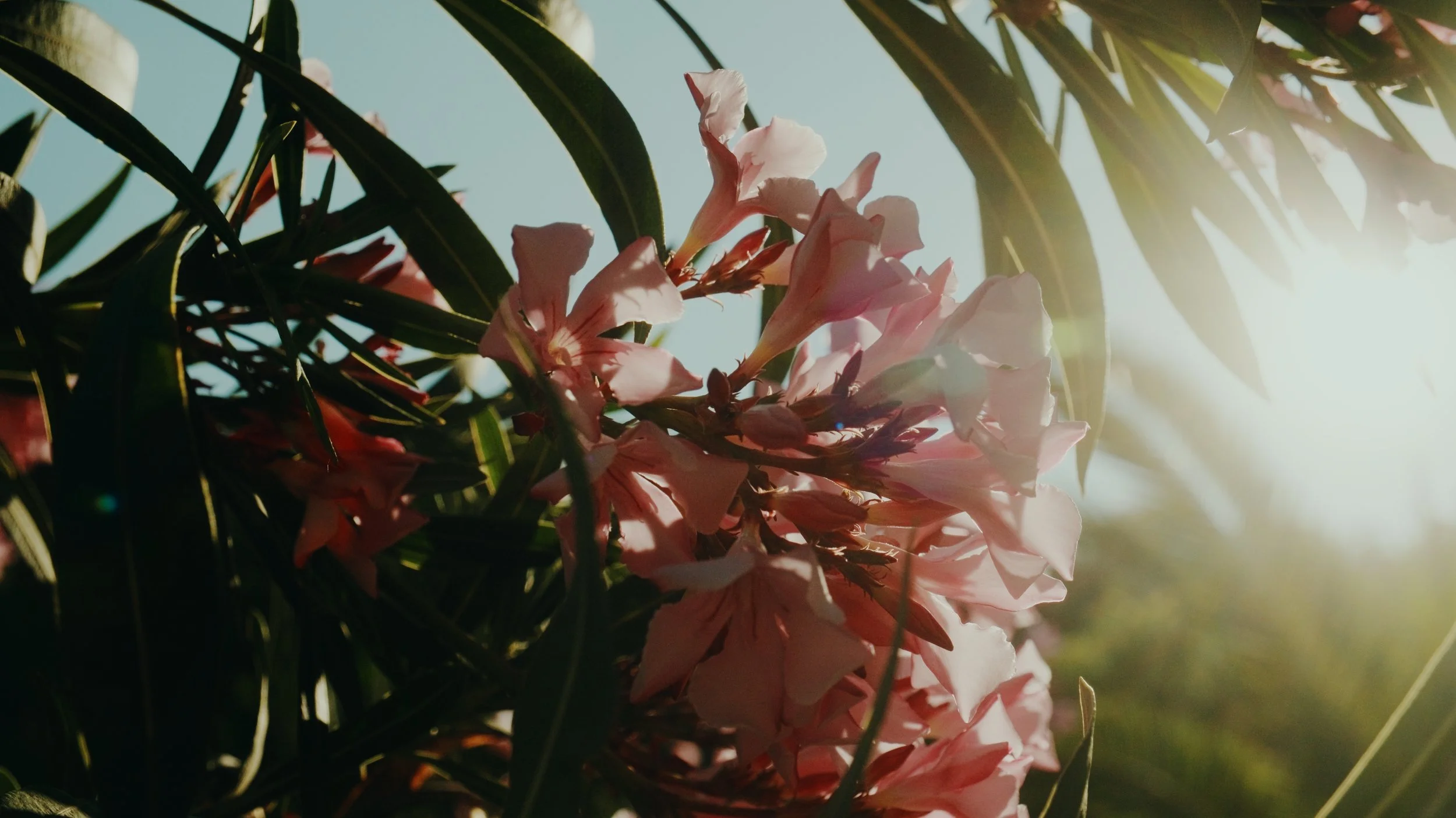 Sam Elkins LUTs - Flowers - After - Redwood HC.jpg