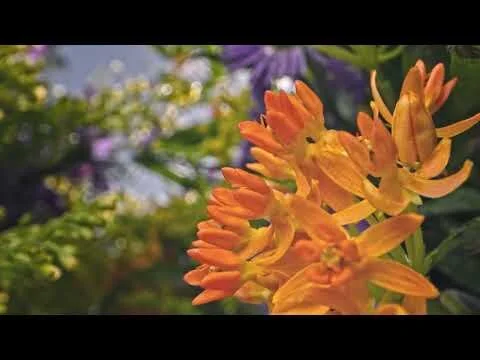 Welcome to Super Bloom Park