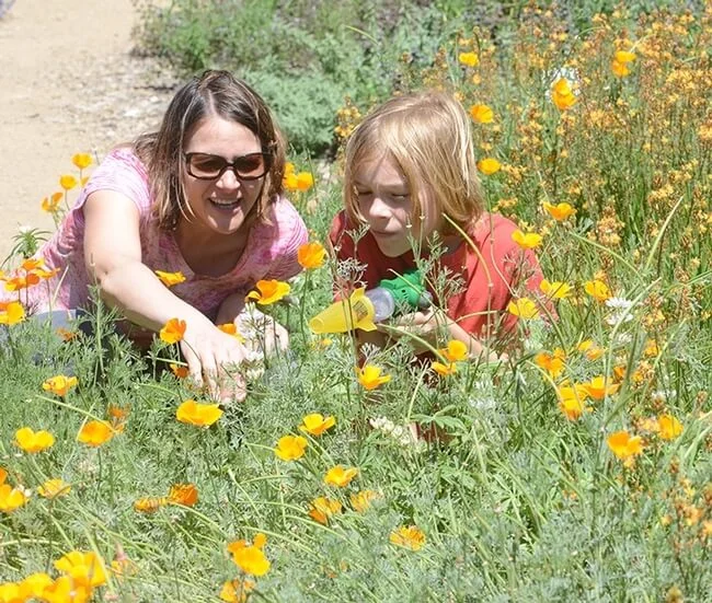 7-ucanr.edu-California Poppies-Honey Bee Haven-The Sibbett Group-ucanr.edu.jpg