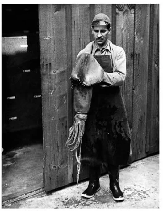 4-Ed Ricketts_Monterey_Mus and Cultural Arts-Squid-Screen Capture-The Sibbett Group.jpg