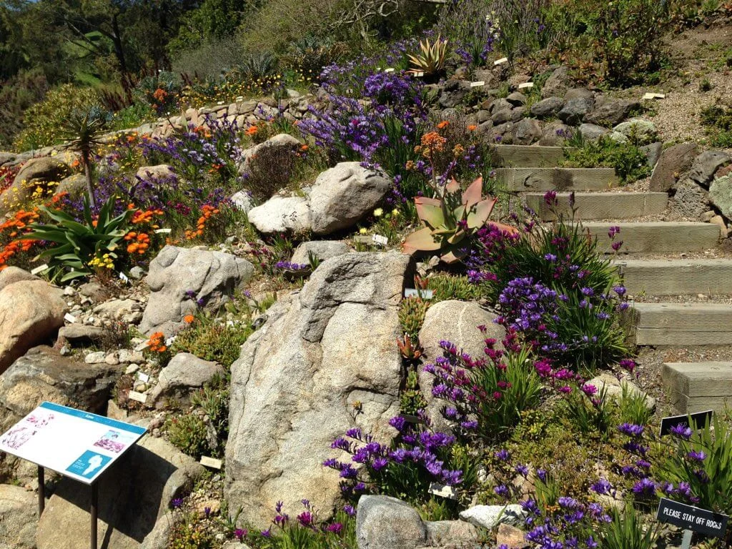 6-University of California Botanical Garden at UC Berkeley-The Sibbett Group-flickr-melystu-32921013934_f229d6b2a9_o.jpg