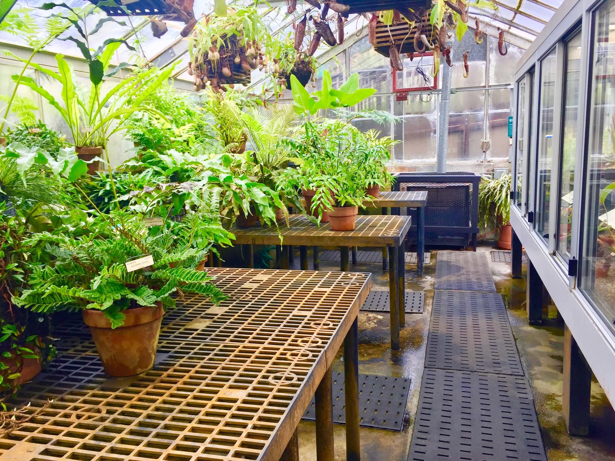 7-University of California Botanical Garden at UC Berkeley-The Sibbett Group-Greenhouse.jpg