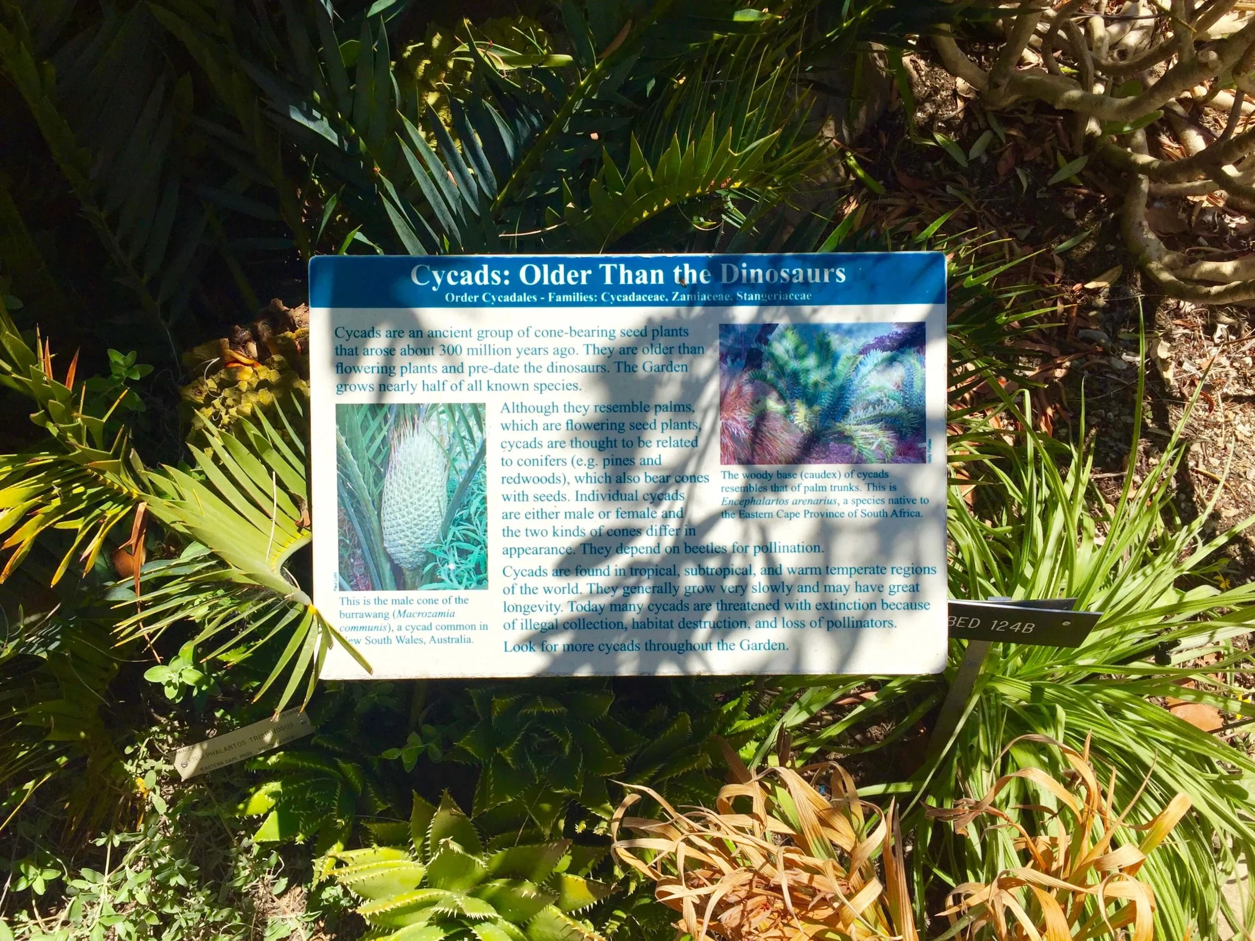 8-University of California Botanical Garden at UC Berkeley-The Sibbett Group-Interpretive Graphics.jpg