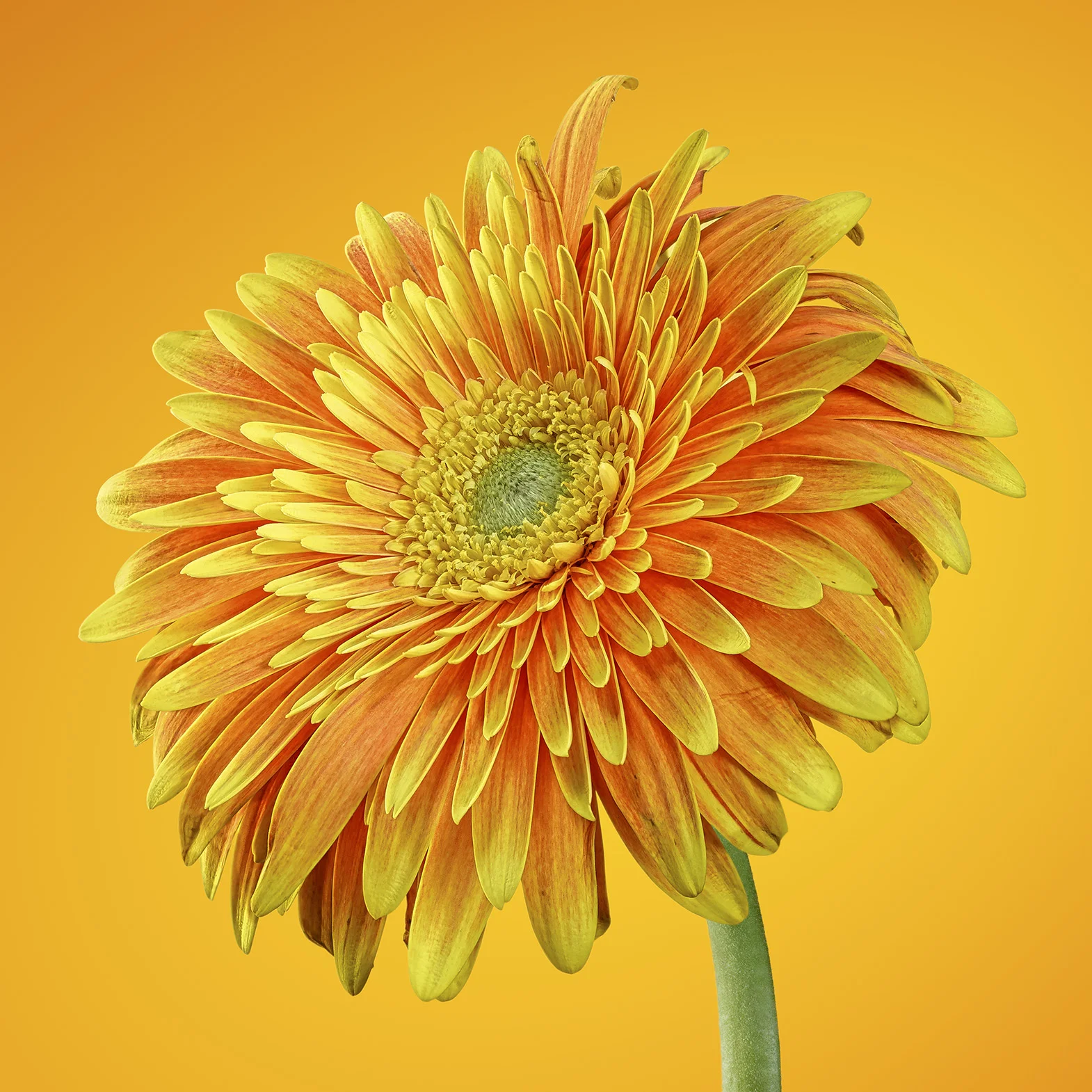 Gerber_Yellow_R4_1570px.jpg