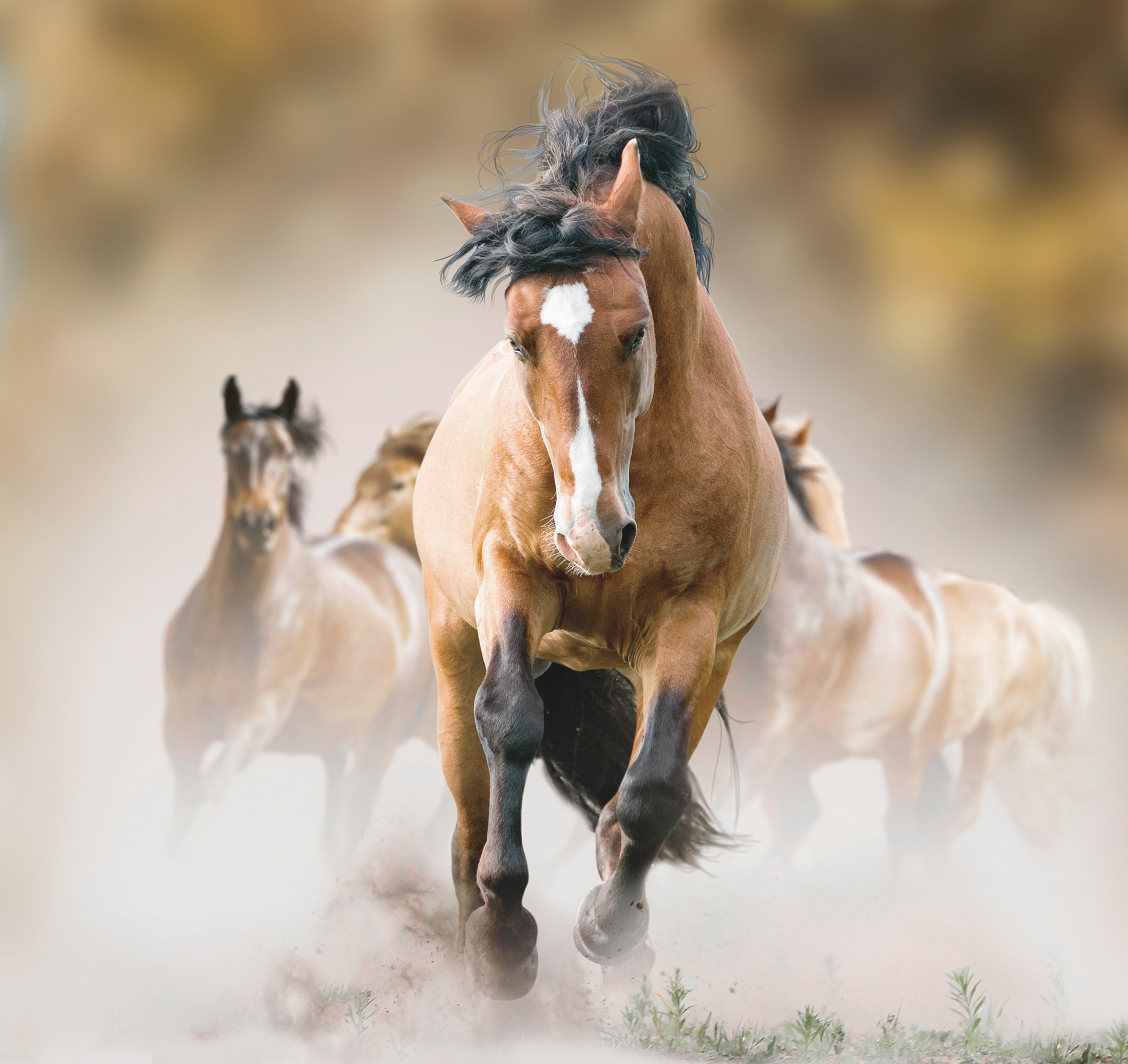 wild horses run free jesus love 2.jpg