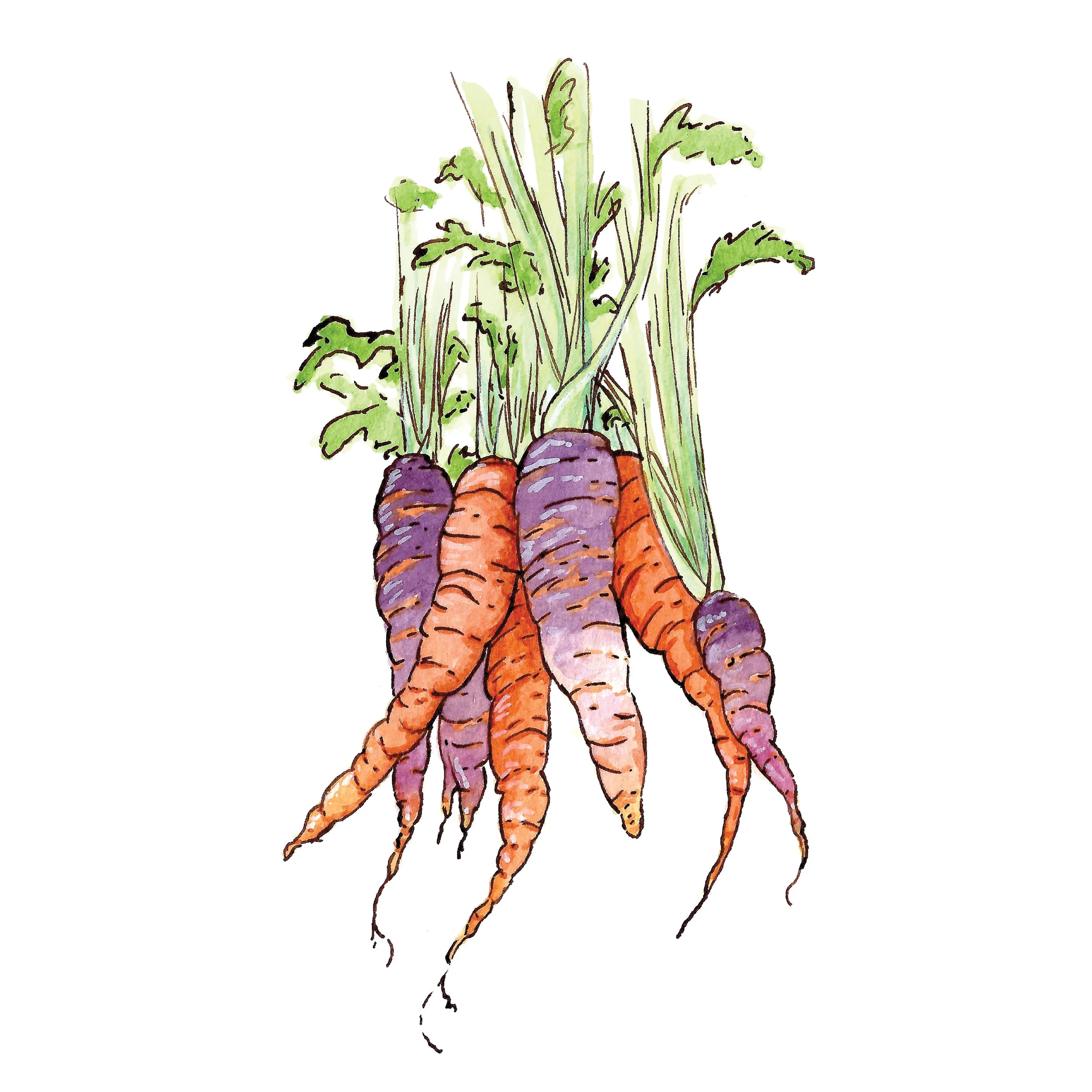 carrots.jpg