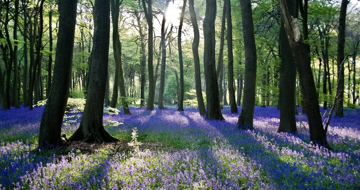 Spring Equinox