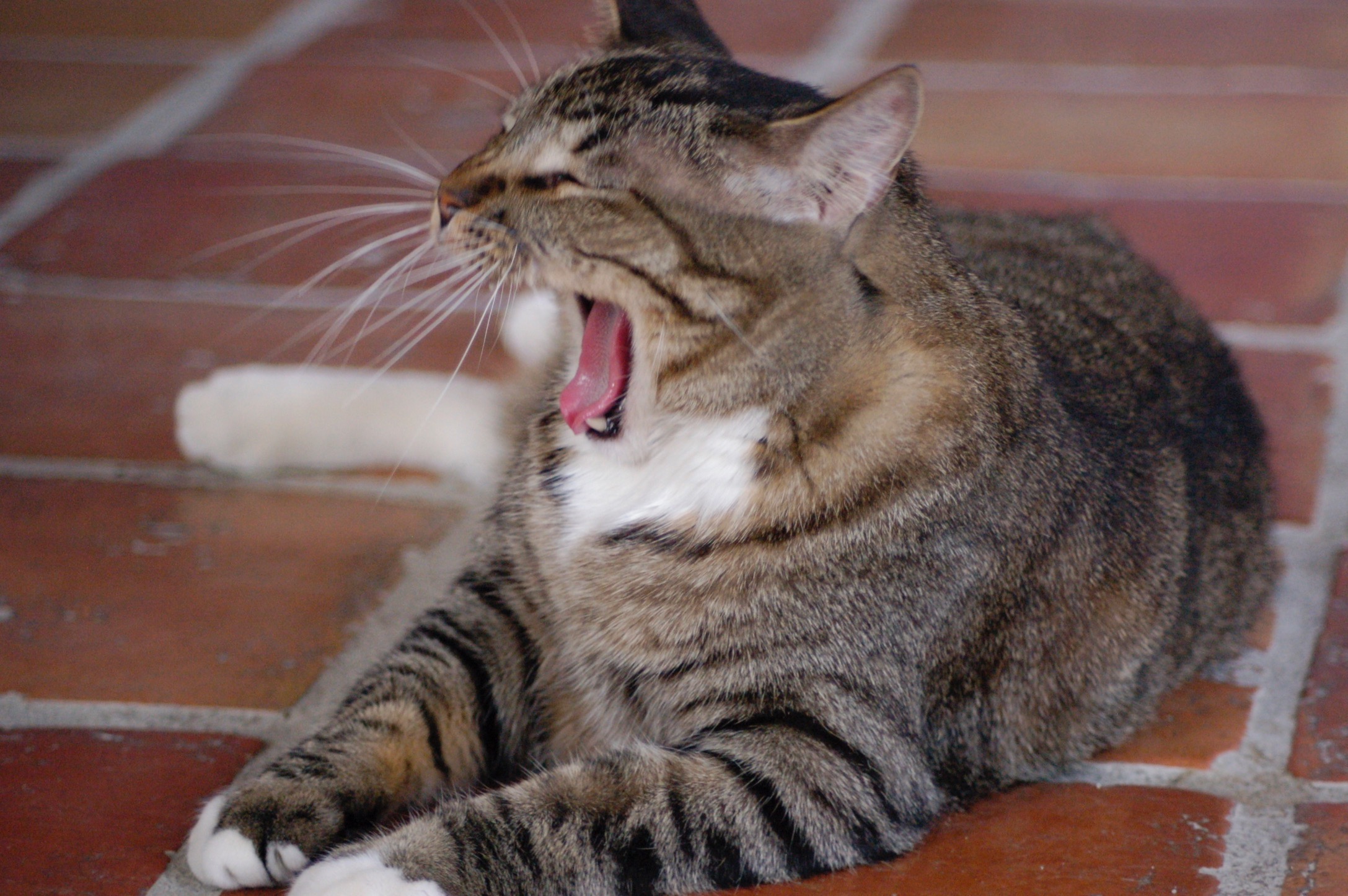 Mackerel Tabby Markings — Cat Bios — Safe Haven for Animals