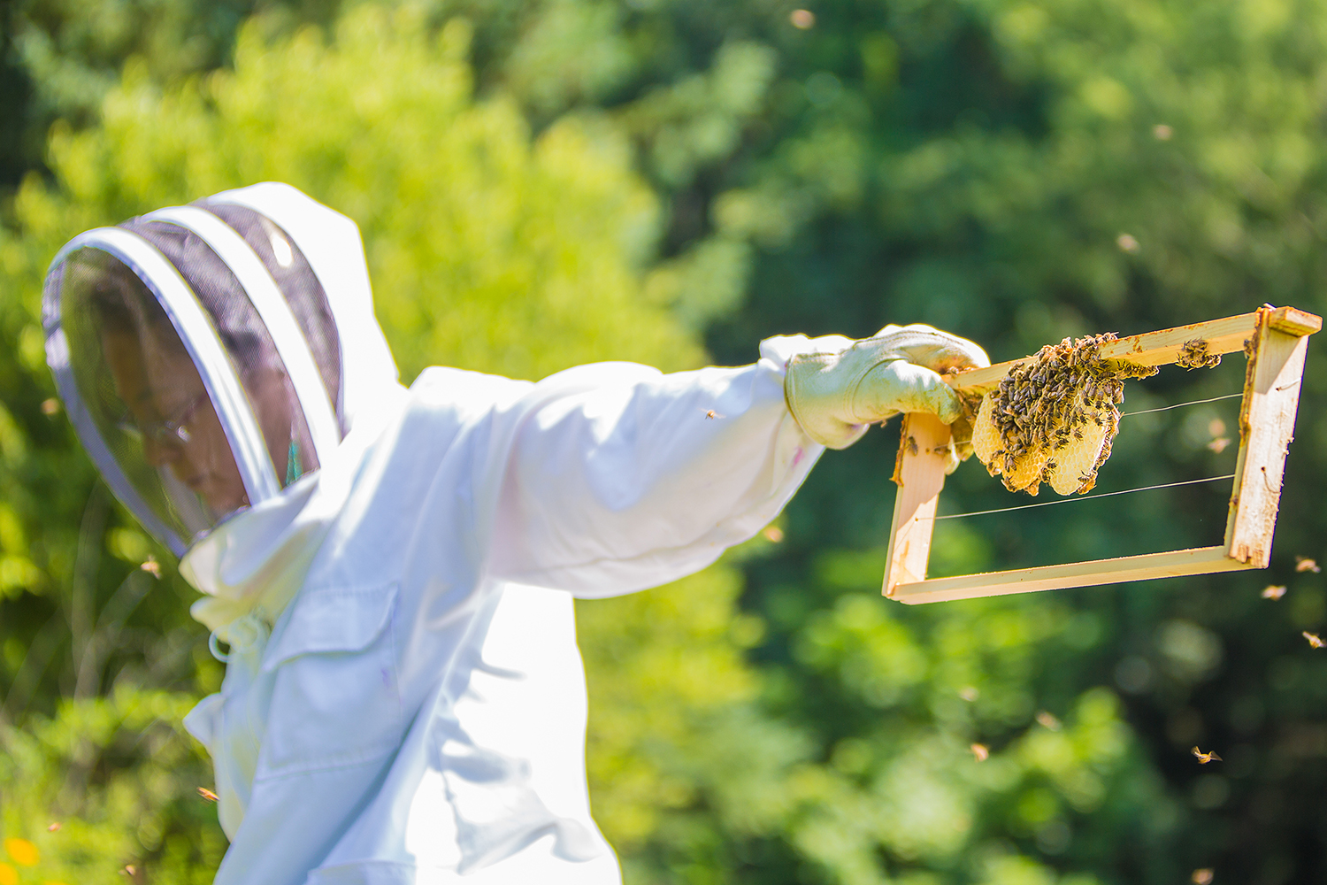 7_29_15 Bees-0738.jpg