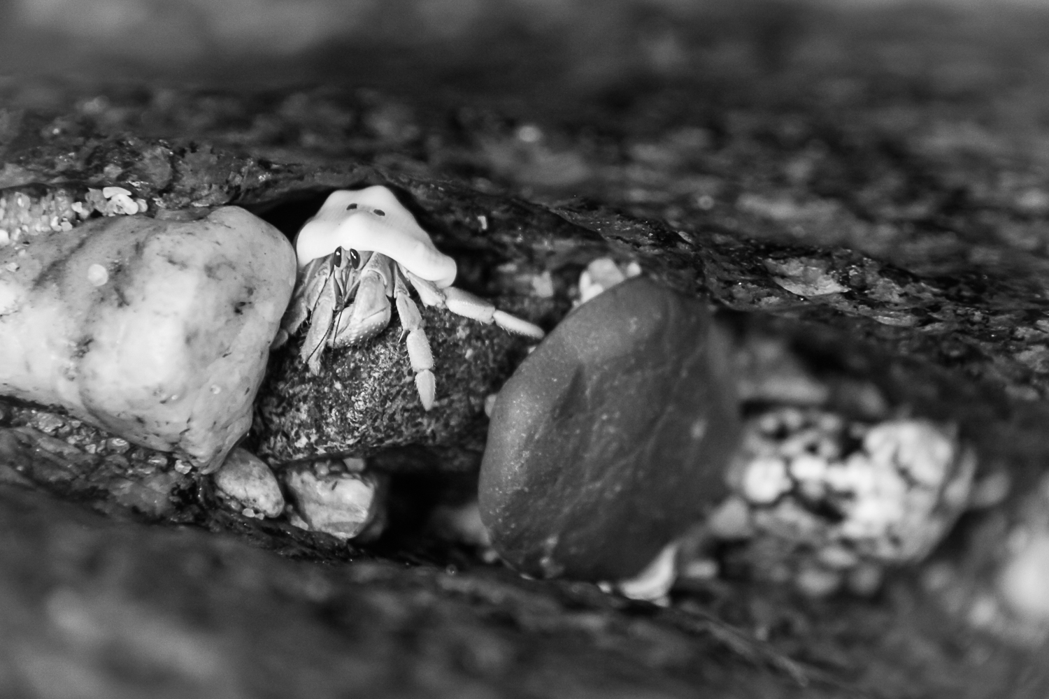 7_21_09 Hermit crab (web)-2.jpg