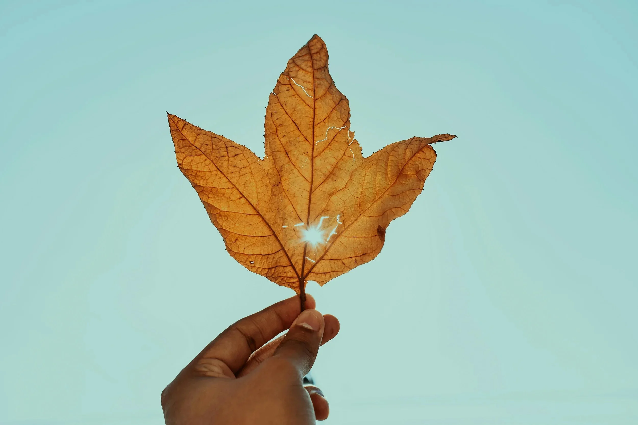 A person holding a dried, brown leaf against a bright, clear sky. The leaf is backlit, revealing its veins and texture.