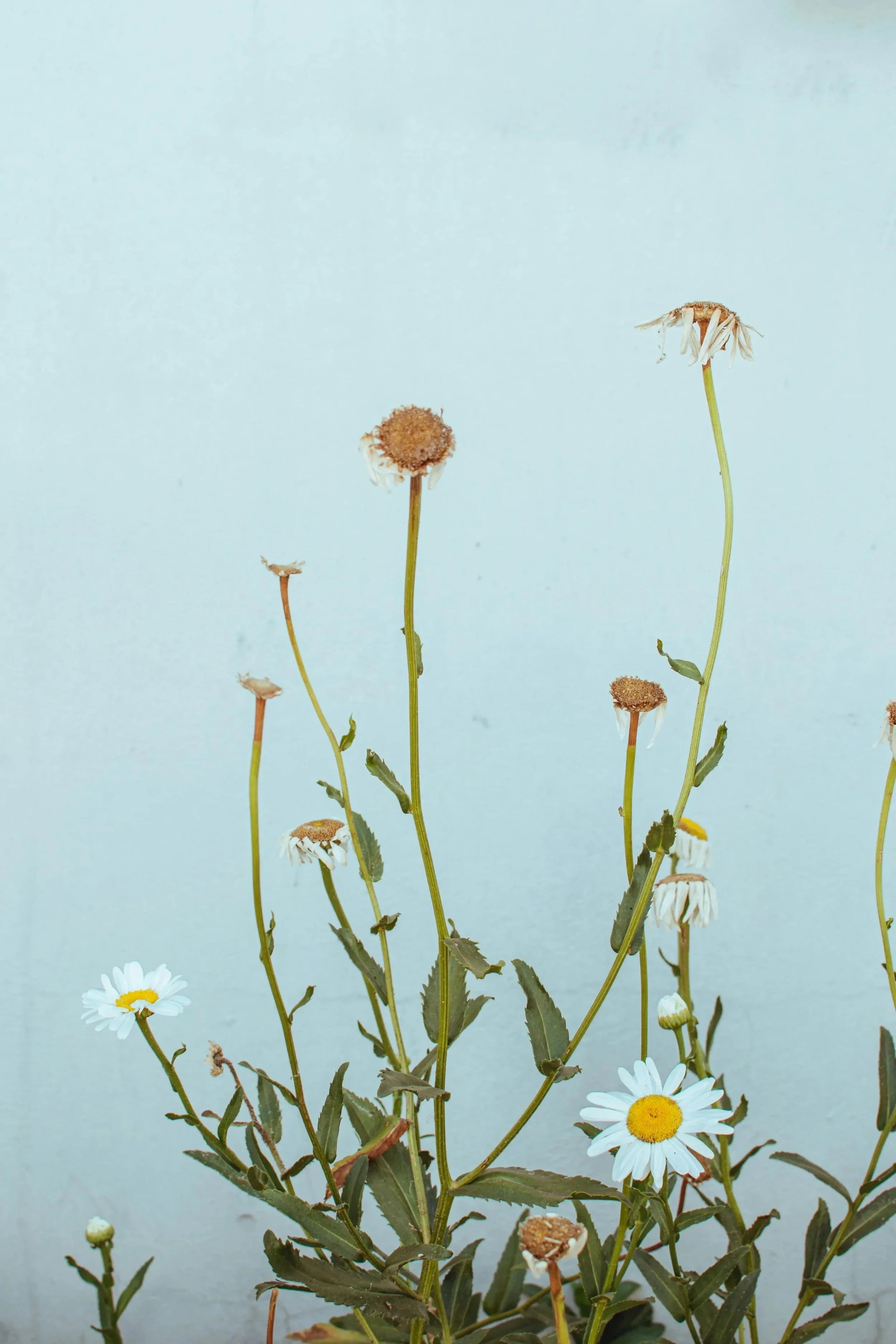 Withered daisy flowers and green leaves against a light blue background.