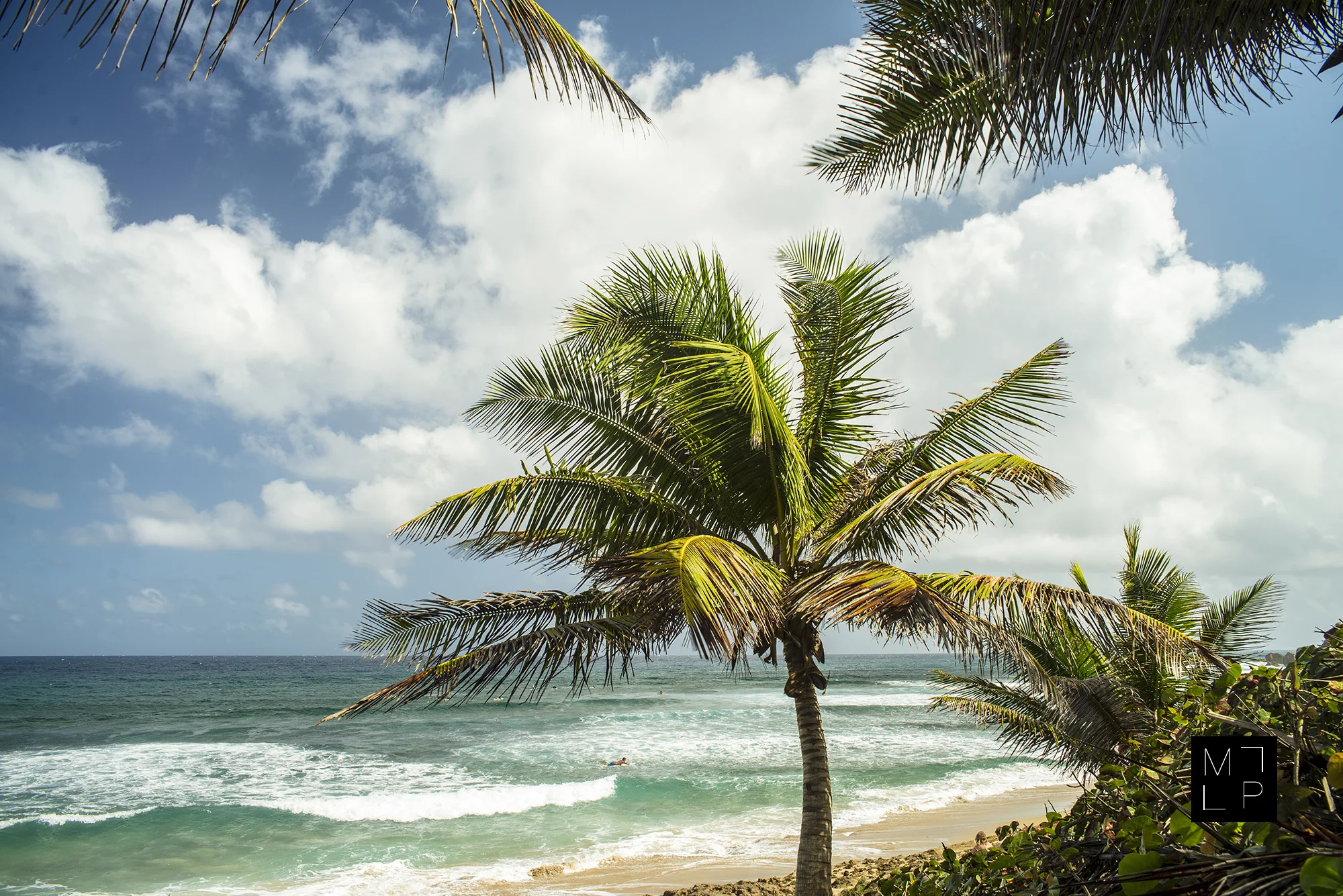 Coconut Tree_Surfer_Surfers Beach_Aguadilla_DSC9902_r_2000px.jpg