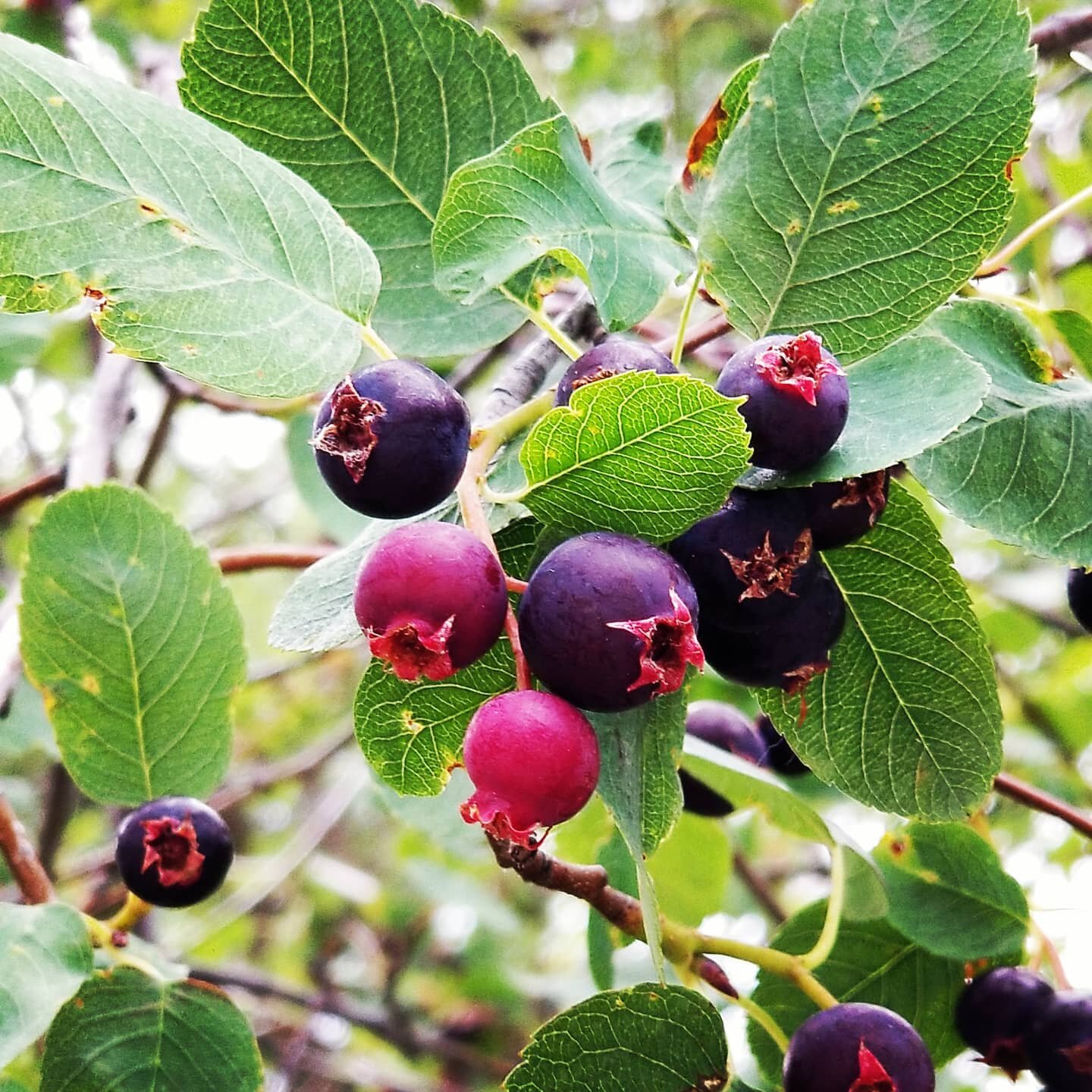 It's time for Saskatoons.  Check out our latest blog post at www.canningculture.ca or www.canningculture.com for ways to preserve and bake with these delicious and free berries. #canningculture #ballcanning #bernardin #cannedfruit #jars #environmenta