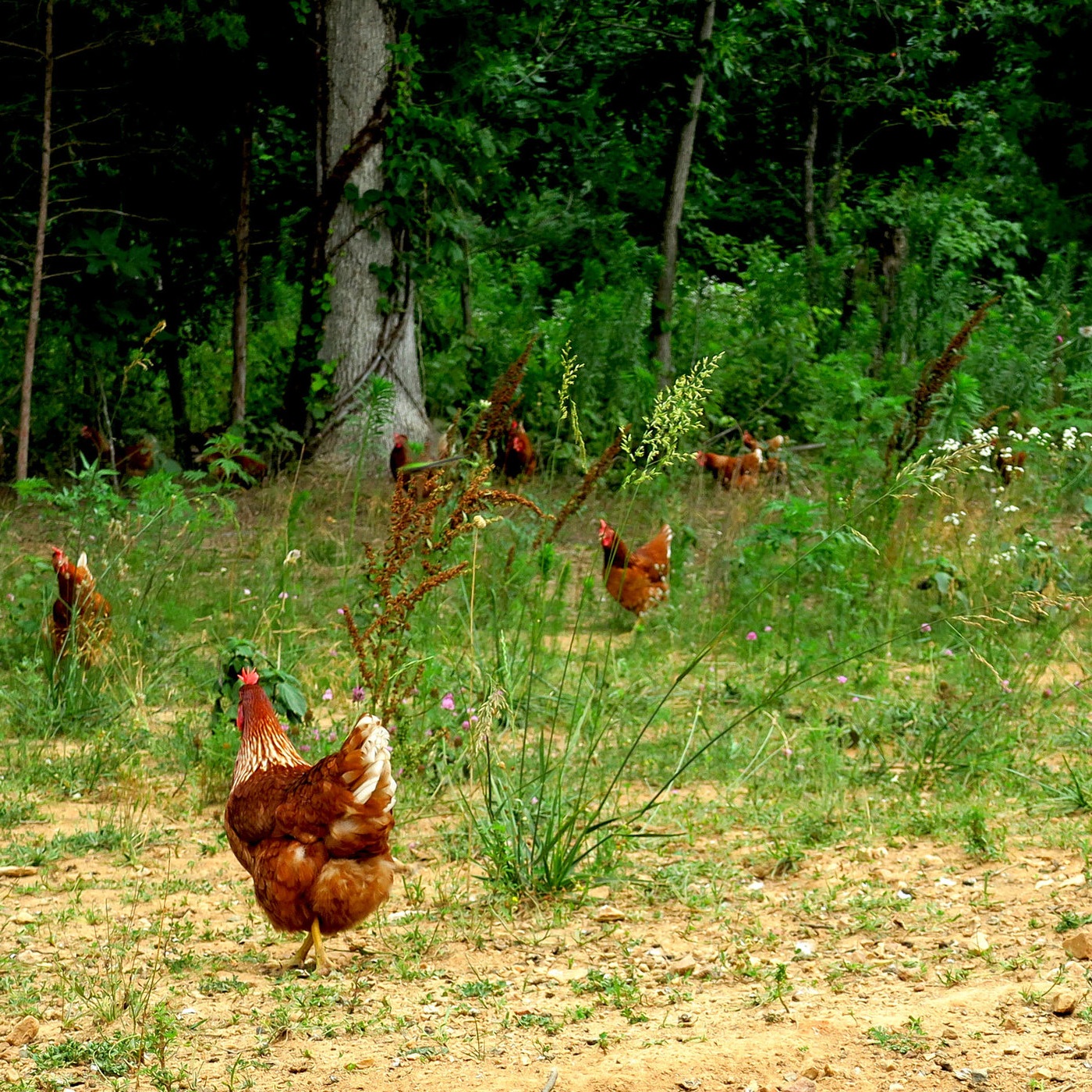 hens-in-pasture.jpg