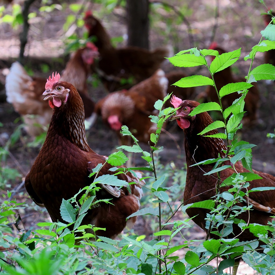 hens-closeup-small.png