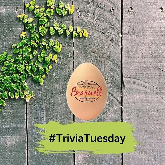 #TriviaTuesday: An egg separates better when it is cold, but it beats better at room temperature! Head to our Facebook page for another fun fact! 🥚🍳
