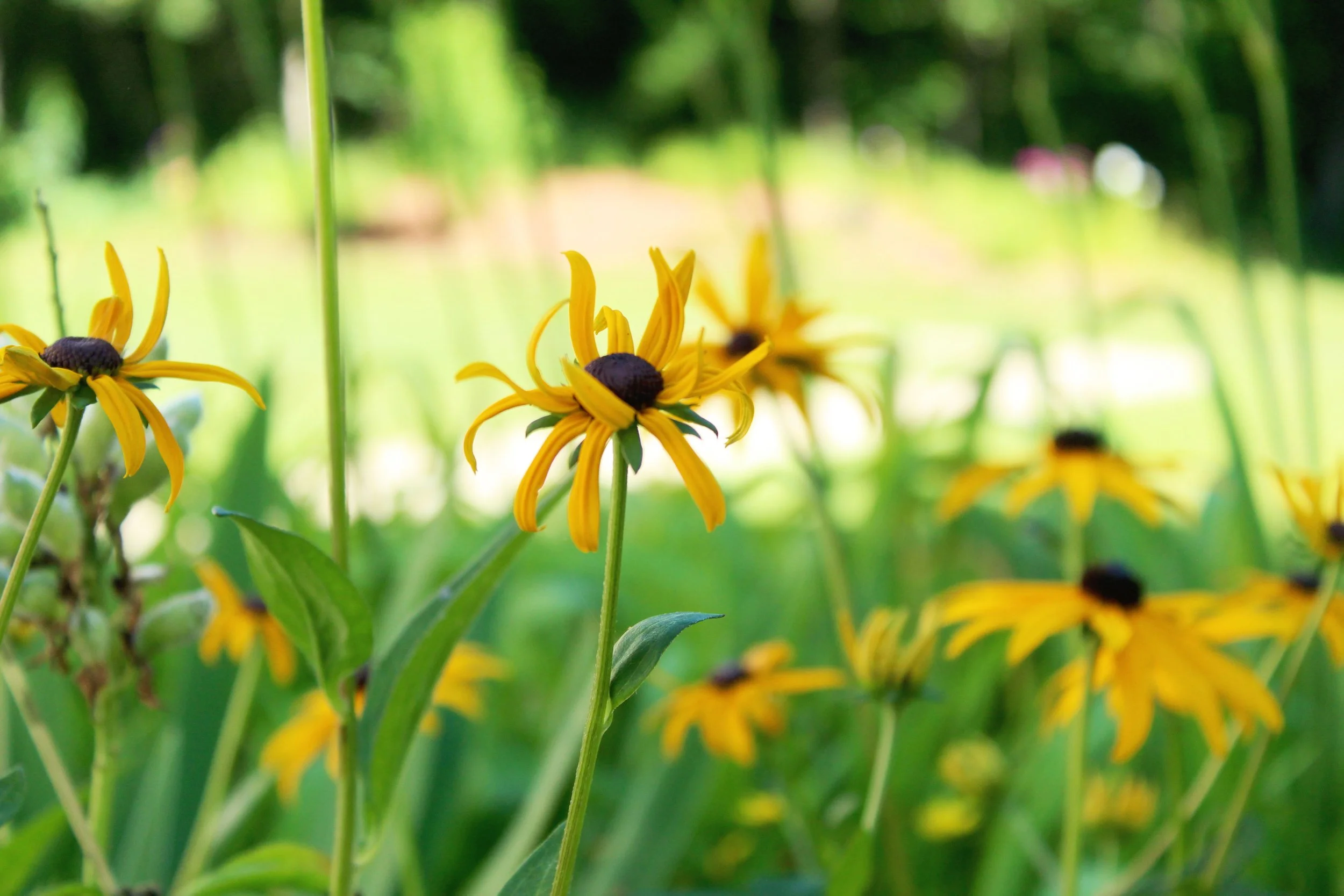 Ashford Housing Development Corporation — Ashford Housing Authority