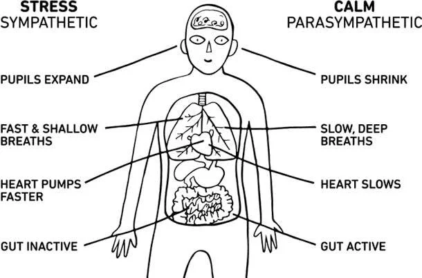 Monday Morning Breathwork Blog- James Fryer — JDF Integrated Health