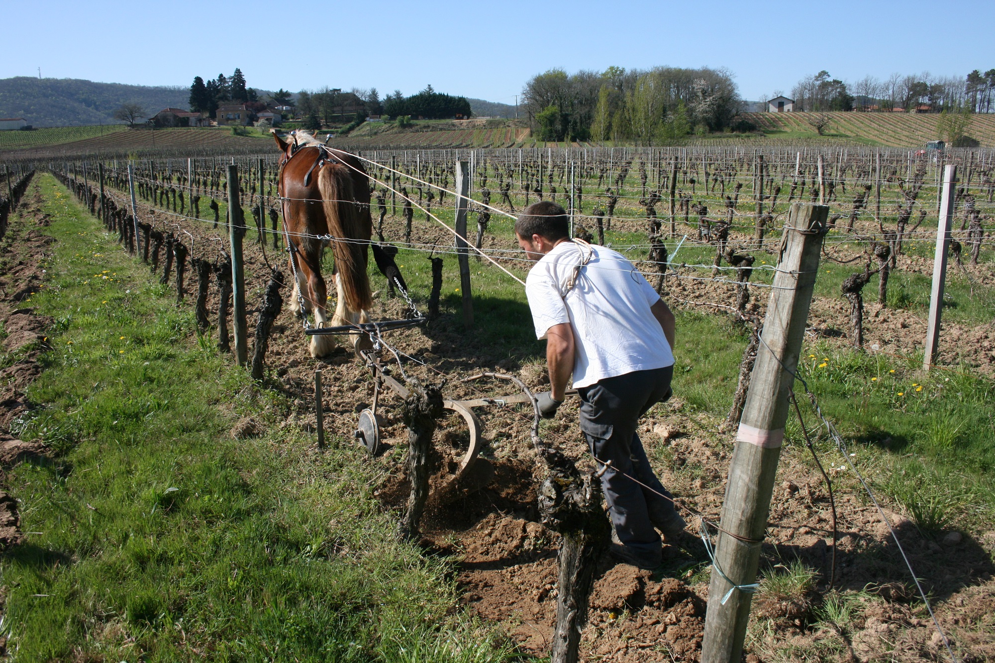 FAMAEY vineyard photo .jpg