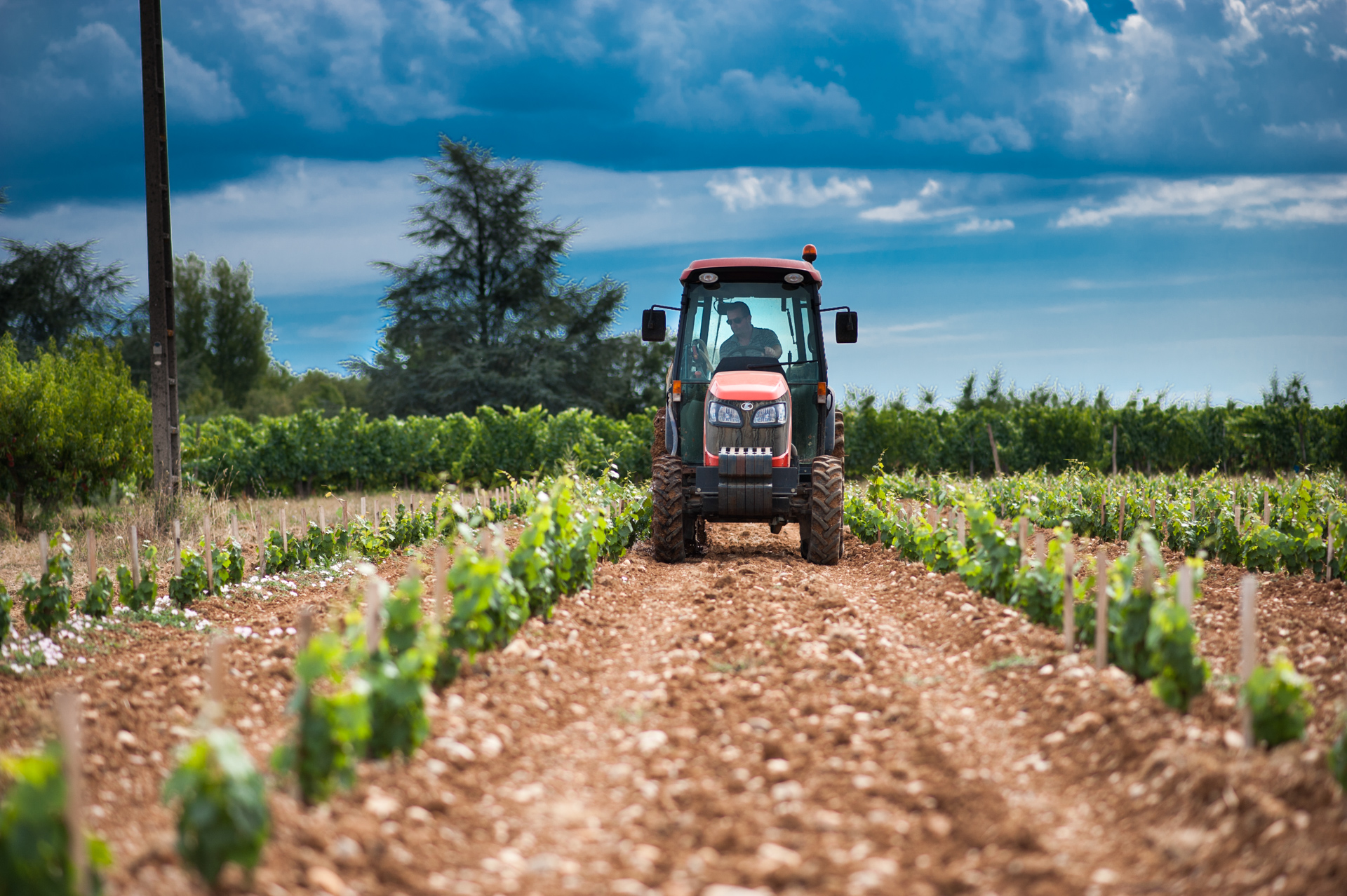 FAMAEY vineyard photo 1.jpg