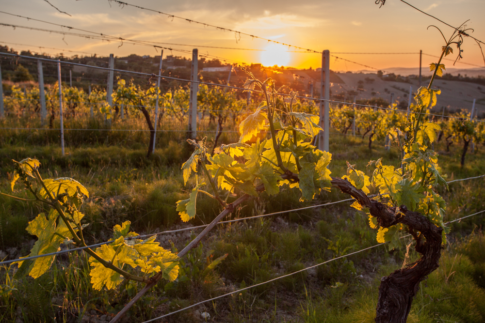 MONCARO TERRE CORTESI vineyard.jpg