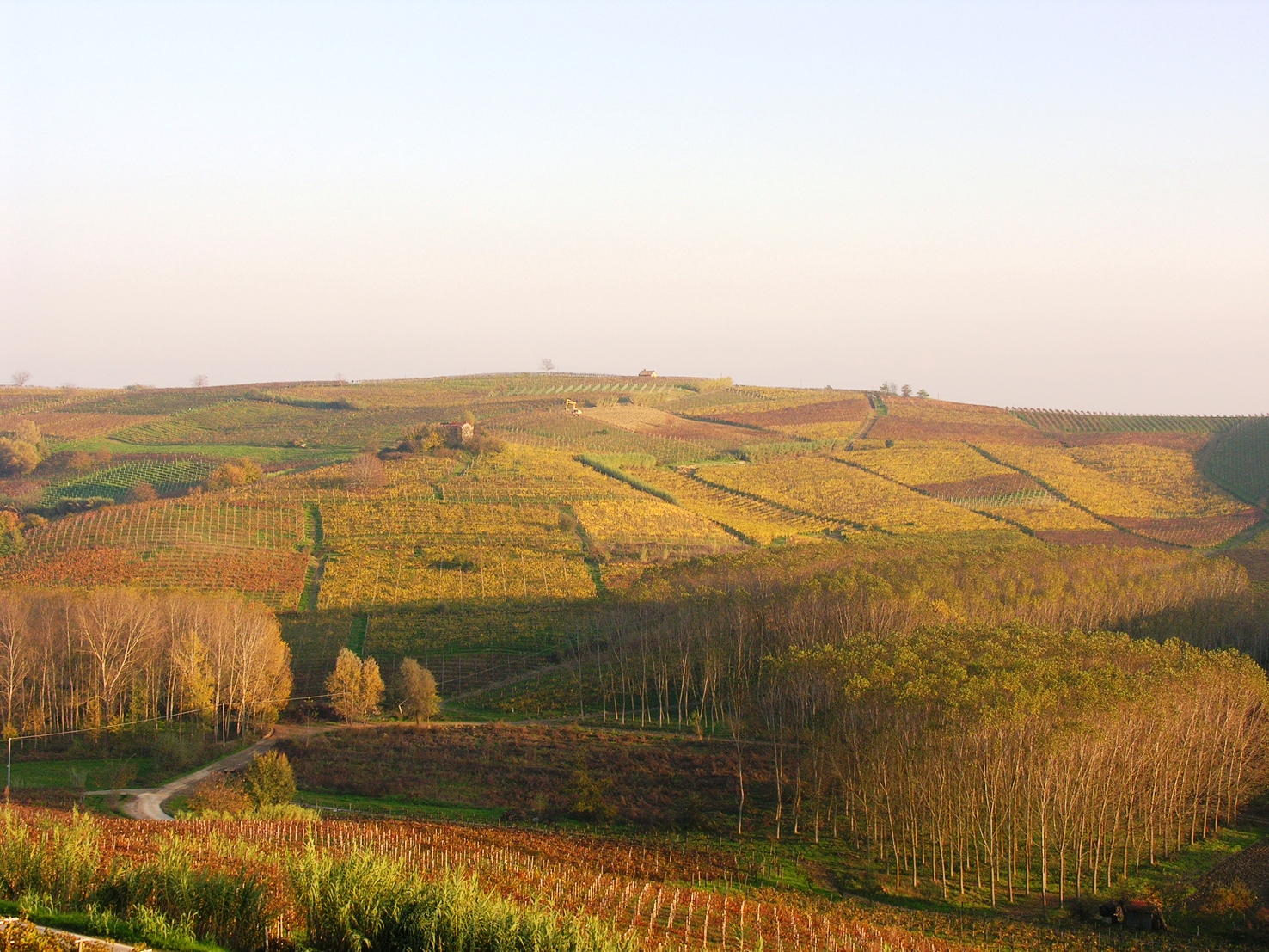 TRE SECOLI vineyards in Autumn photo.jpg