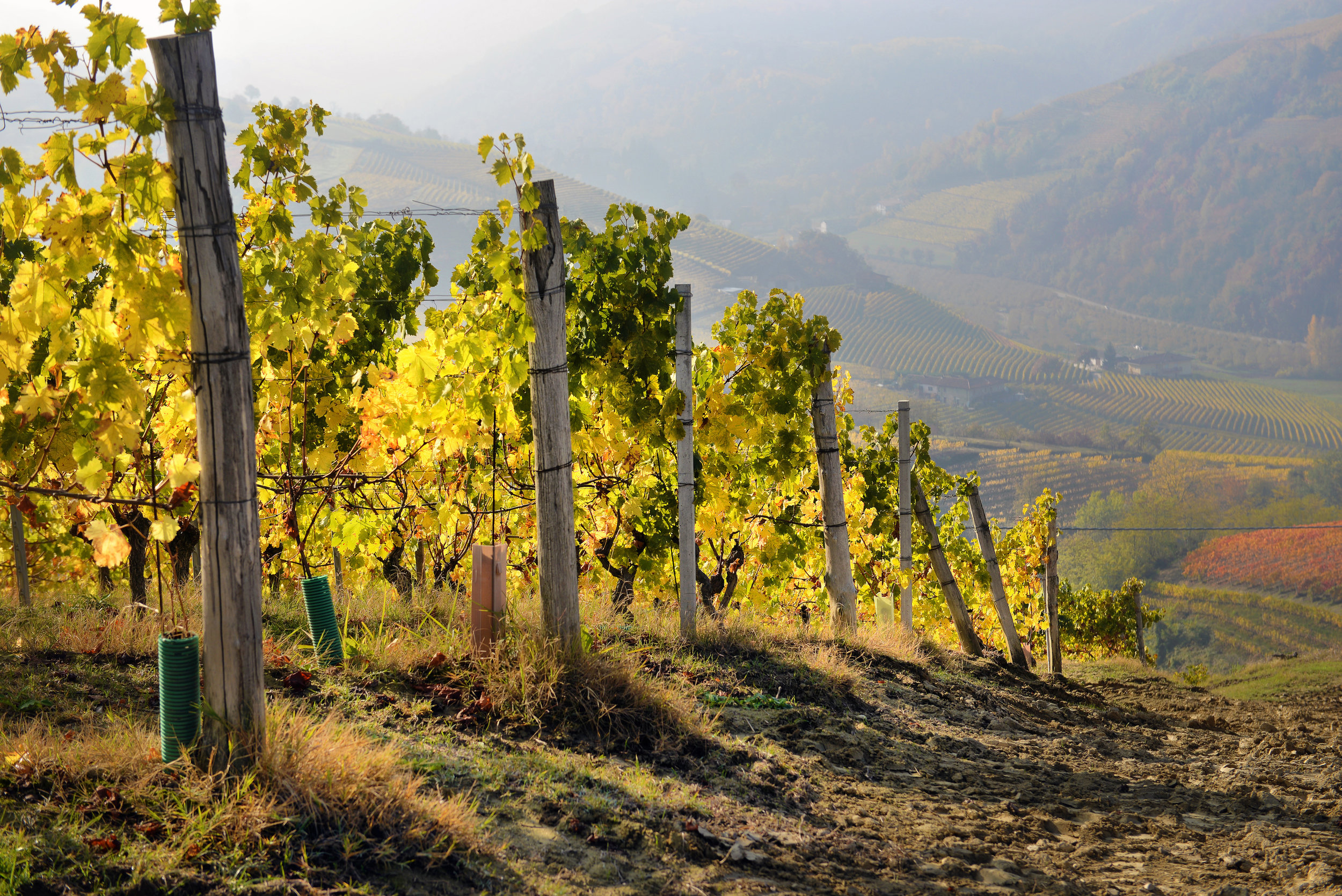 Photo Tati Vineyard 3 smaller.jpeg