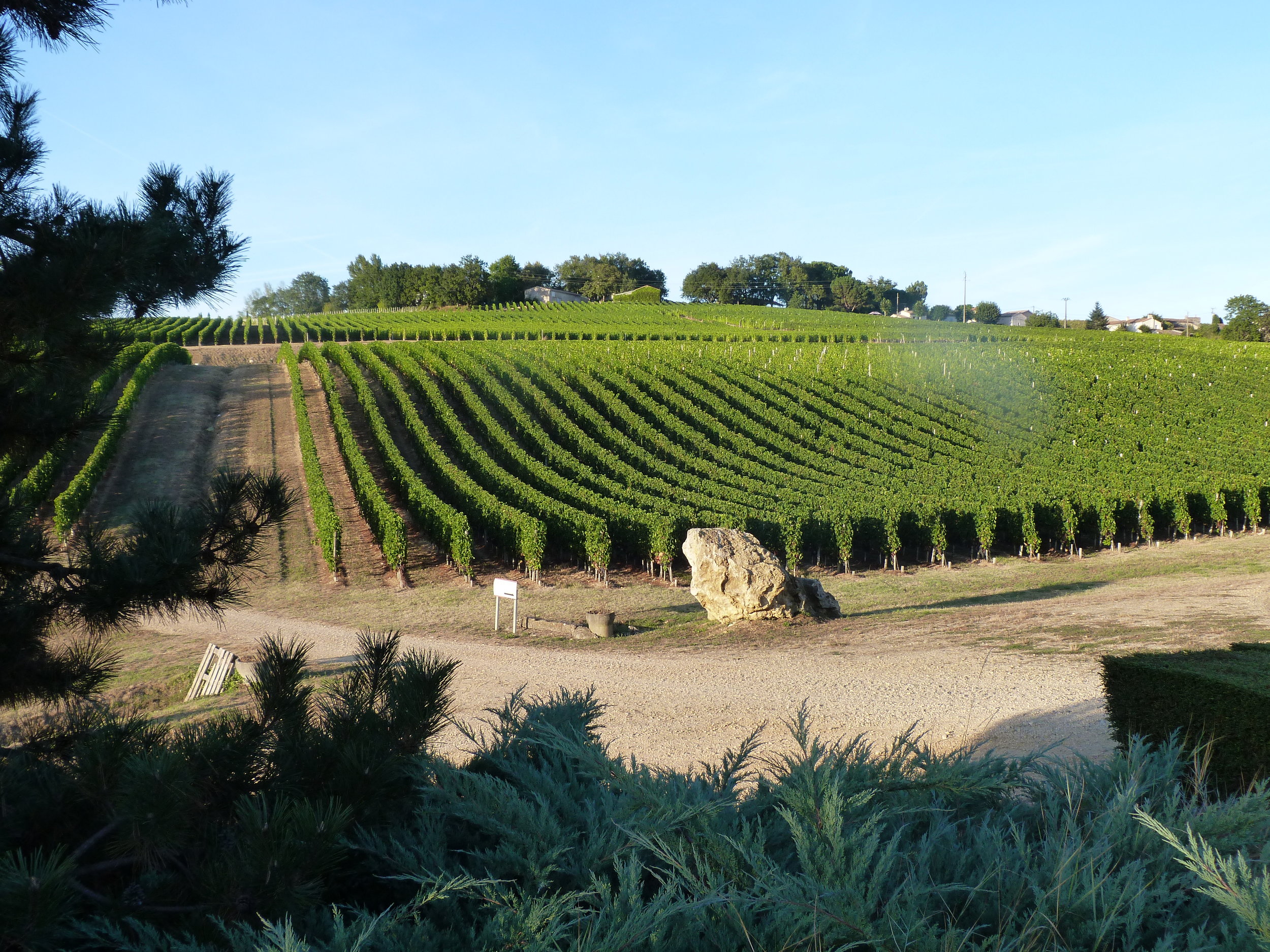 vignoble vnedanges.jpeg
