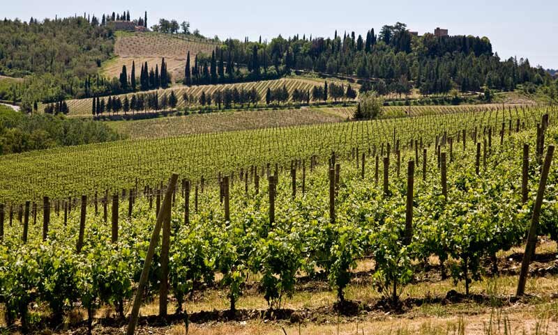 Gaiole-in-Chianti-vineyards.jpg