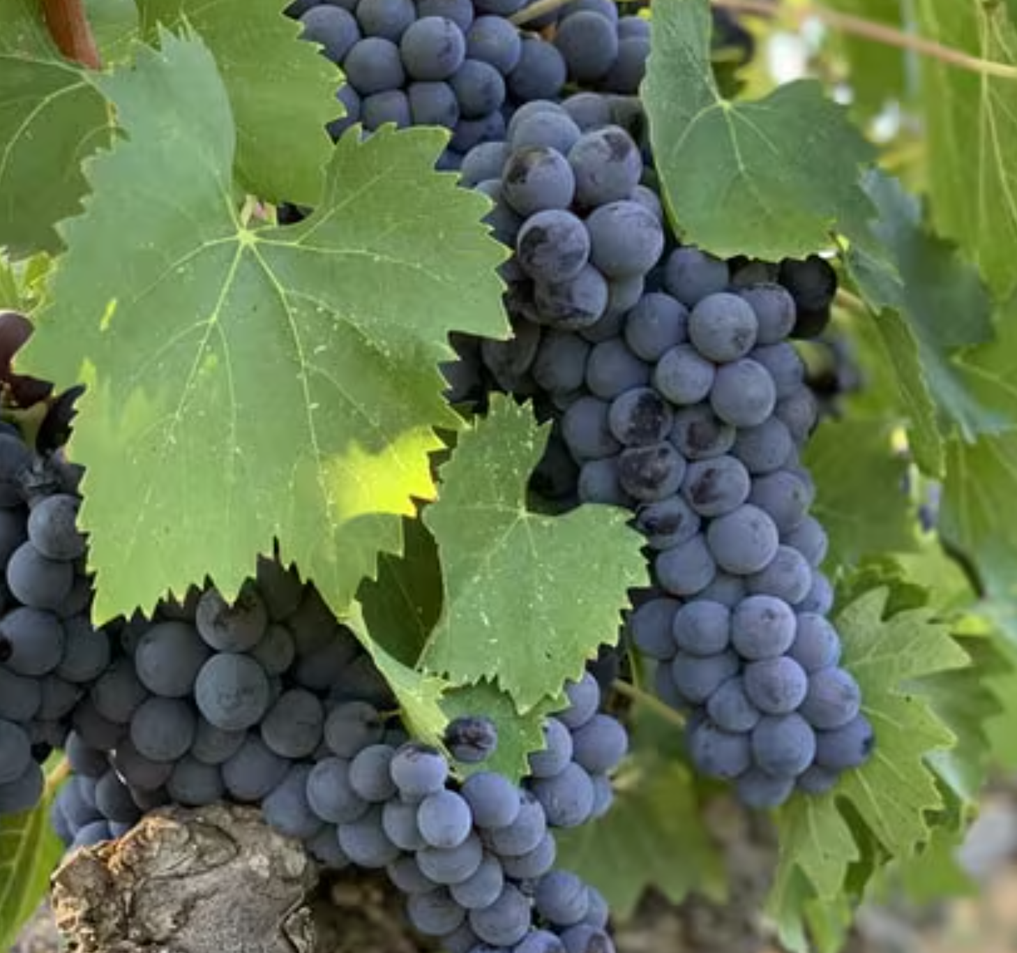 Screenshot 2026-04-17 at 11.51.51 AM.png