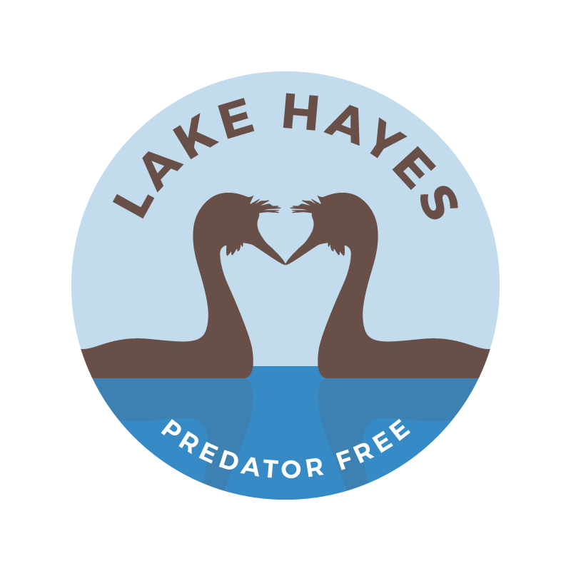 Lake Hayes trapping programme aims to bring back more native birdsong and wildlife.