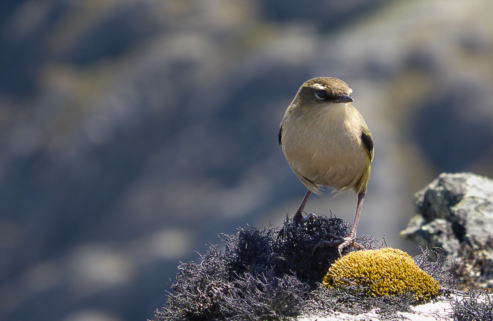 Rock Wren on Xenicus.jpg