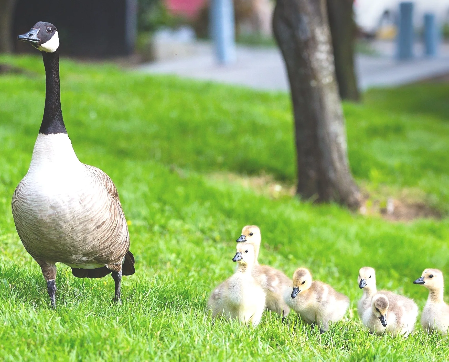 Why every Kiwi needs a Will. 
