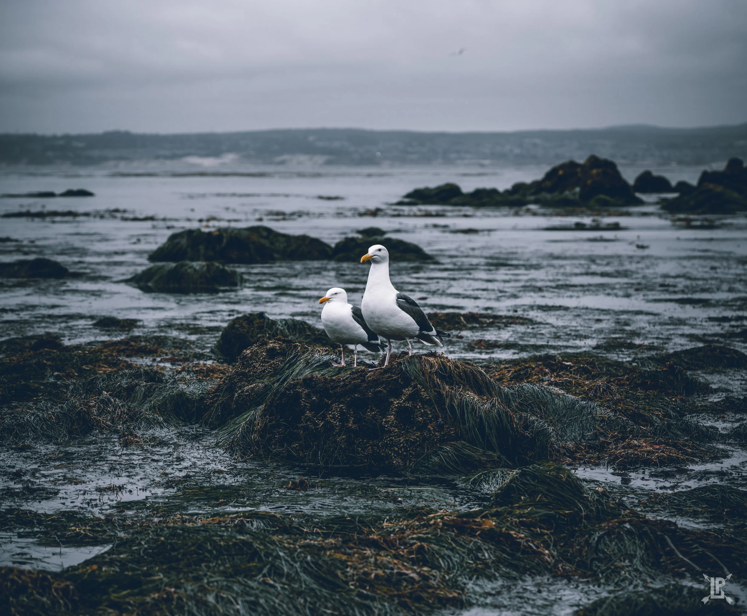 Sony A7RIII, 90mm Macro | f/5, 1/200, ISO 250